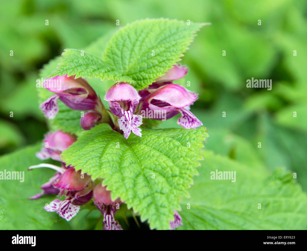 Lamium orvala is an upright, nonspreading  plant from the Mint family Stock Photo