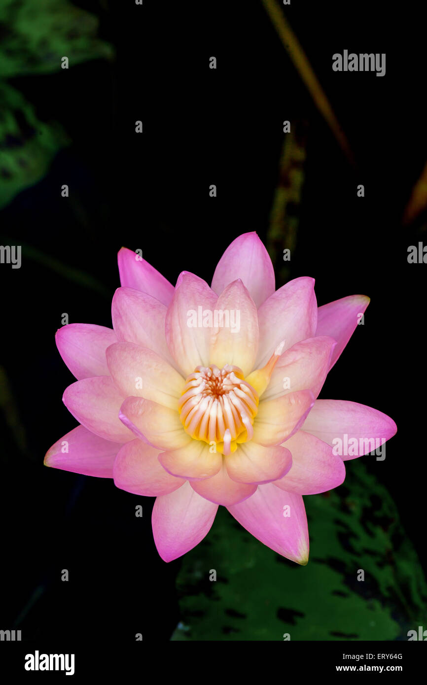 Purple Lotus water lily for nature background Stock Photo - Alamy