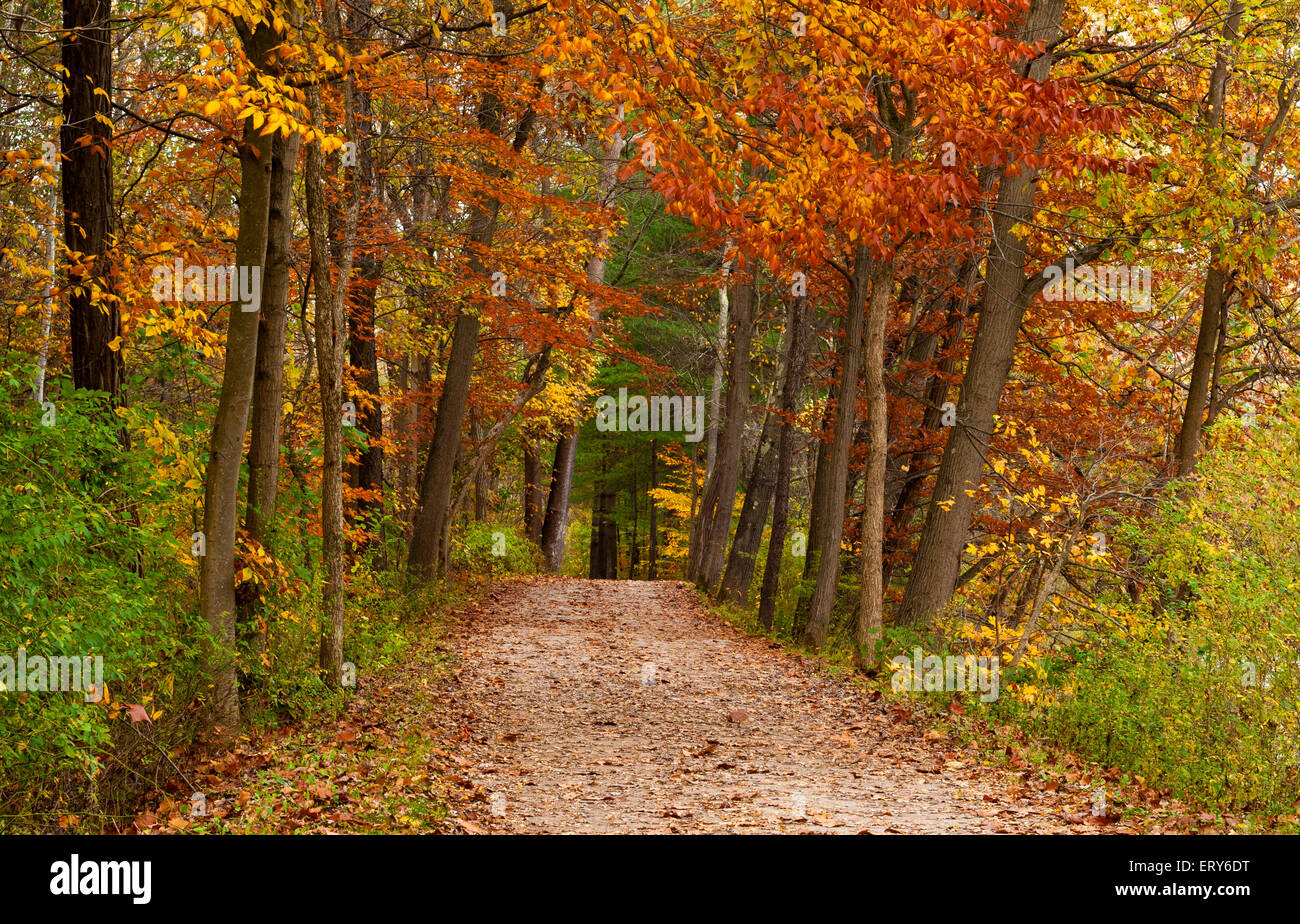 A leafstrewn road leads through a woods touched by the