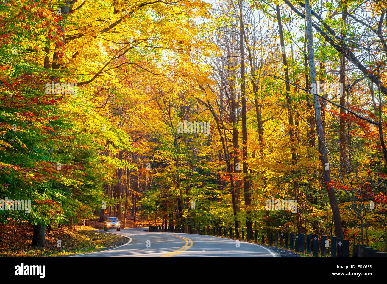 A small truck approaches on curvy road climbing through a sunlit autumn woods. Stock Photo