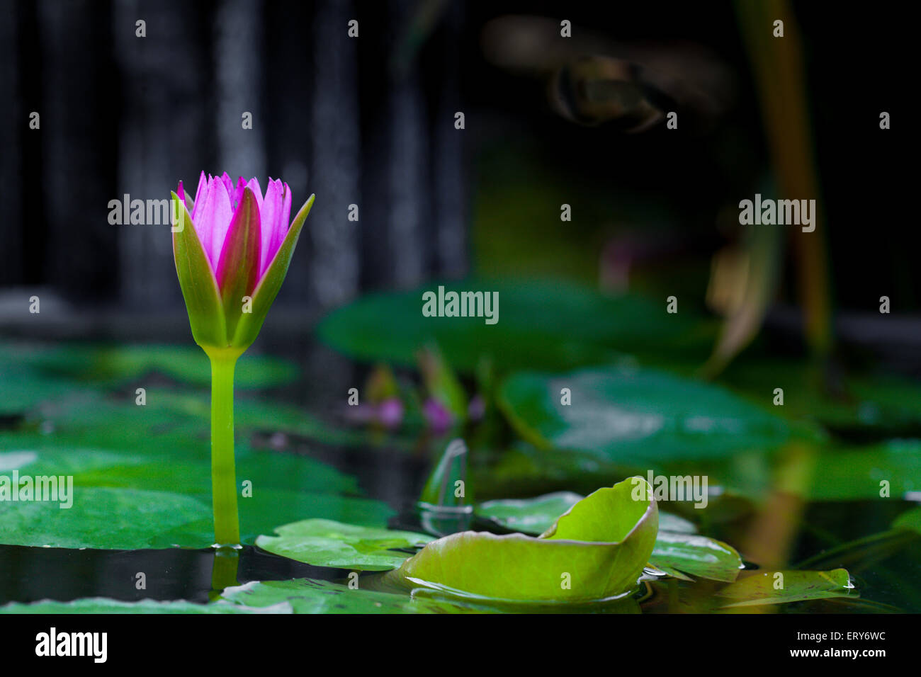 Purple Lotus water lily for nature background Stock Photo - Alamy