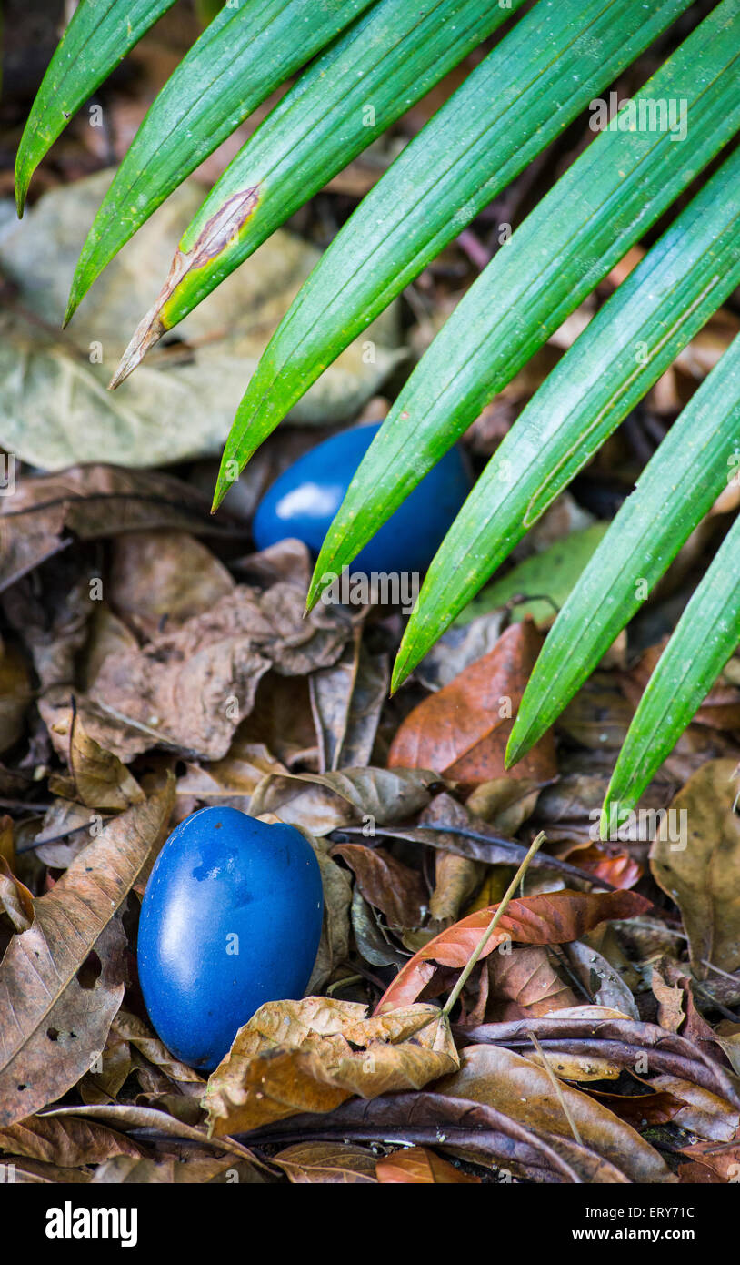 Blue fruit of the Cassowary Plum (Cerbera floribunda) on the ground in a rainforest, Daintree region, Queensland, Australia Stock Photo