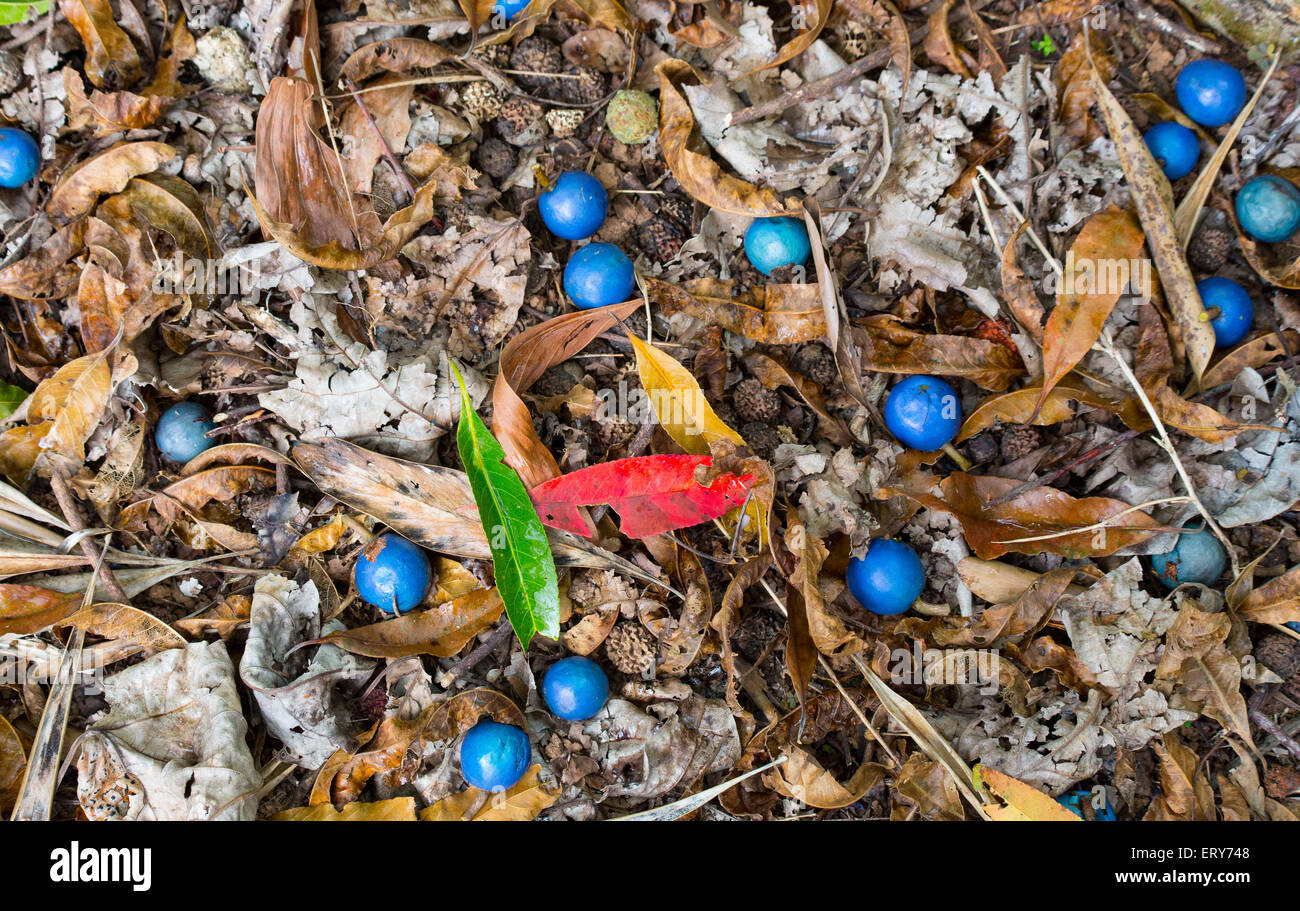 Elaeocarpus grandis fruits (Blue Quandong) on the rainforest floor, Daintree region, Queensland, Australia Stock Photo