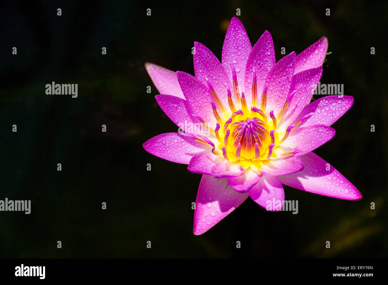 Purple Lotus water lily for nature background Stock Photo - Alamy