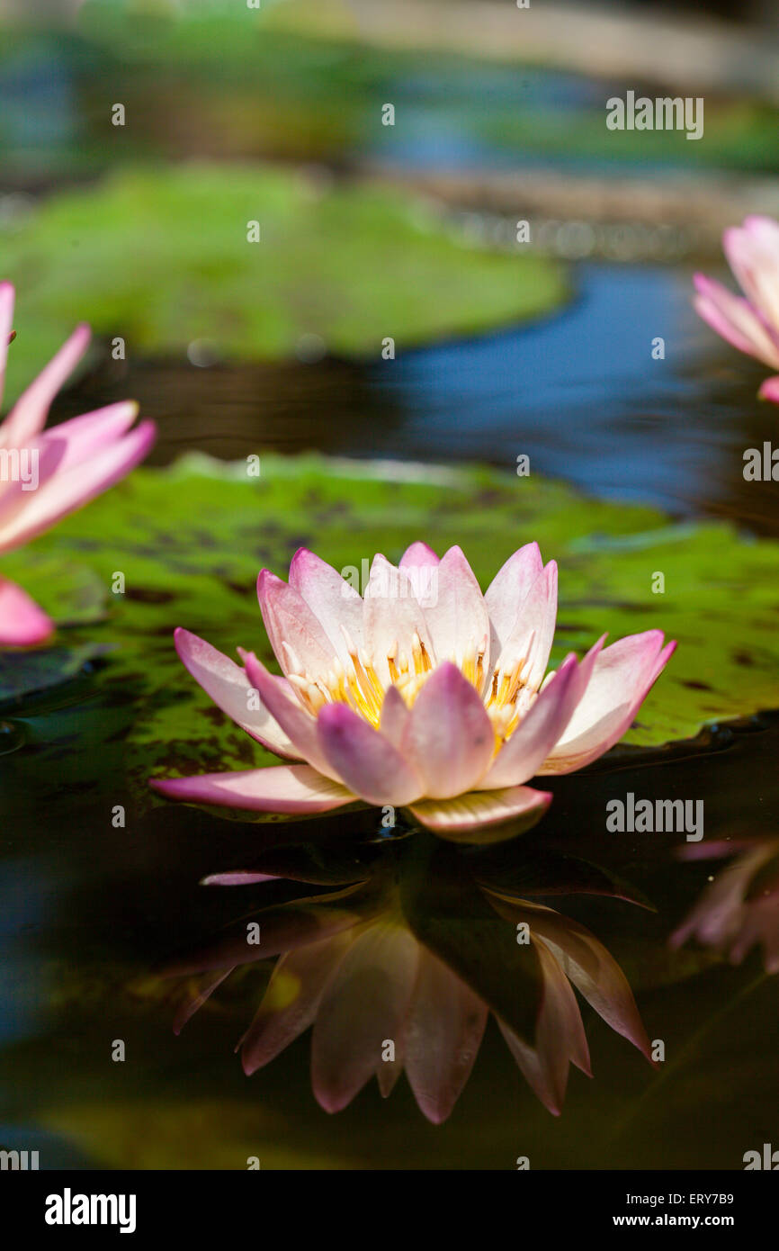 Water lily lotus flower on the pond with reflection for background use Stock Photo