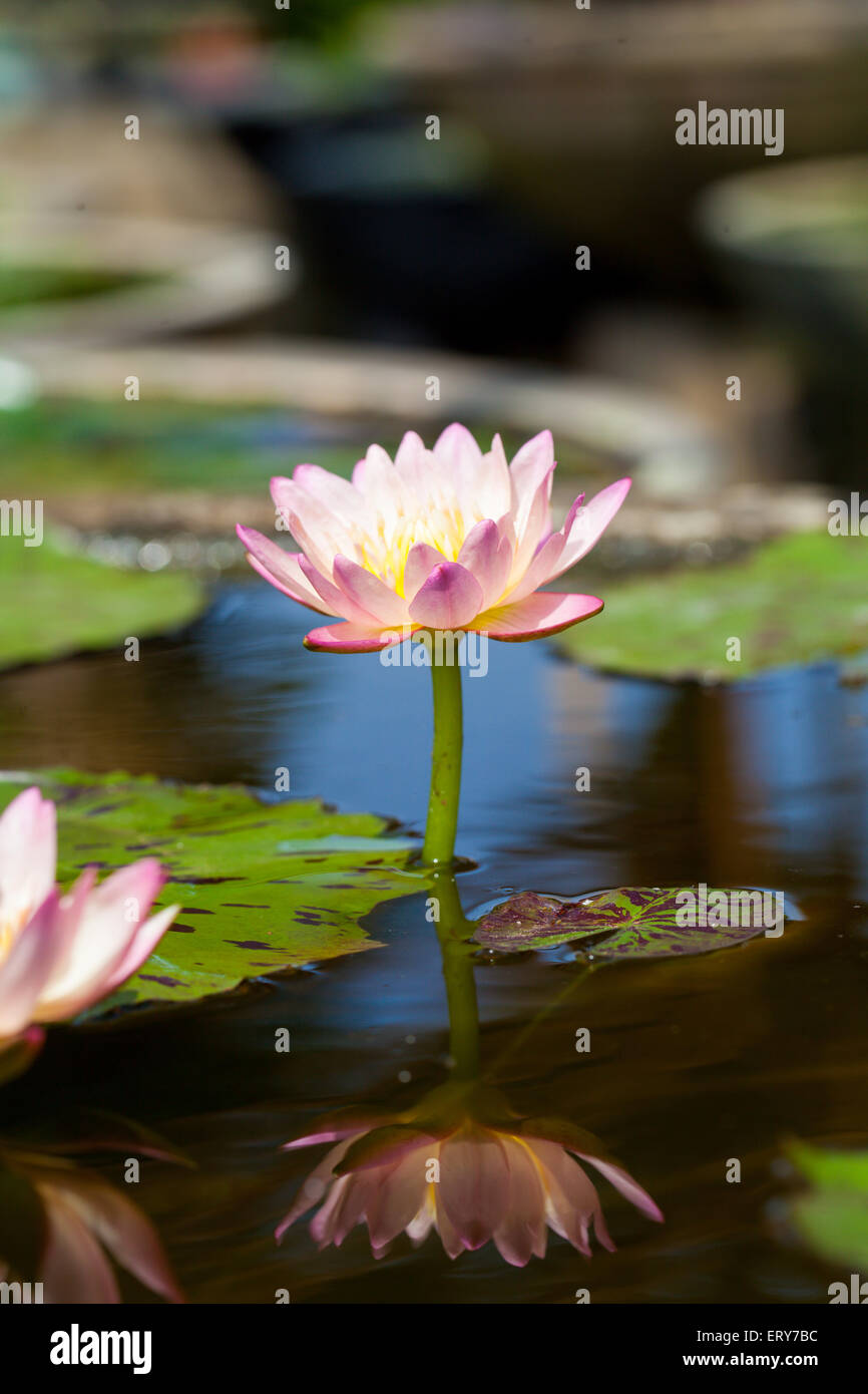 Water lily lotus flower on the pond with reflection for background use Stock Photo