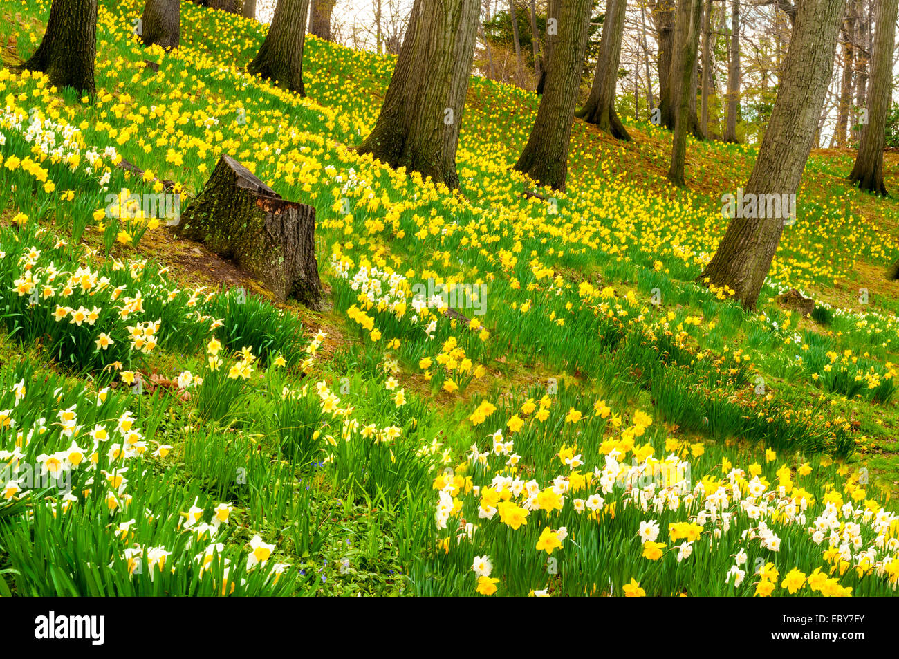 Daffodil Hill, in Cleveland's Lake View Cemetery, is covered with