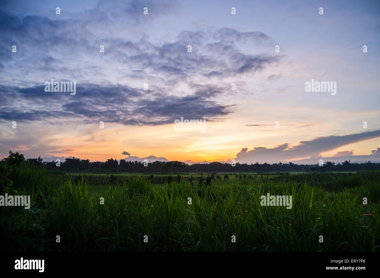 Really Rice Sunset sunrise in rice Stock Photo - Alamy