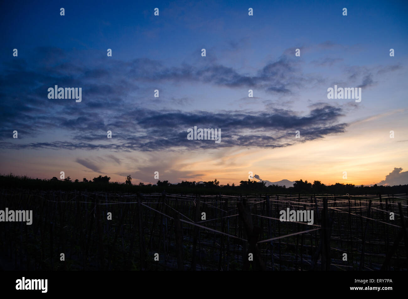 sunrise on the estate tulungagung, East Java Indonesia Stock Photo