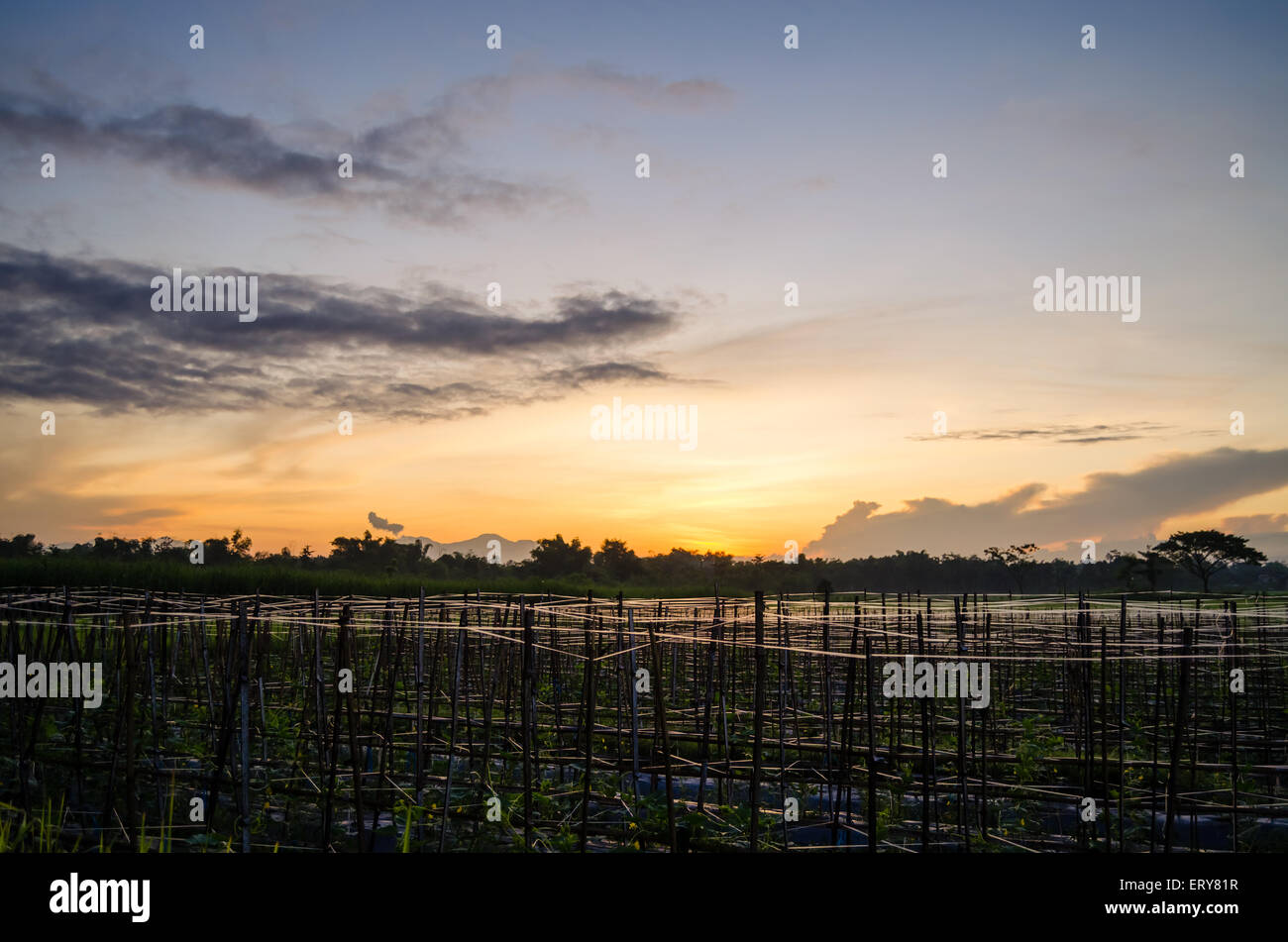 sunrise in rice Stock Photo - Alamy
