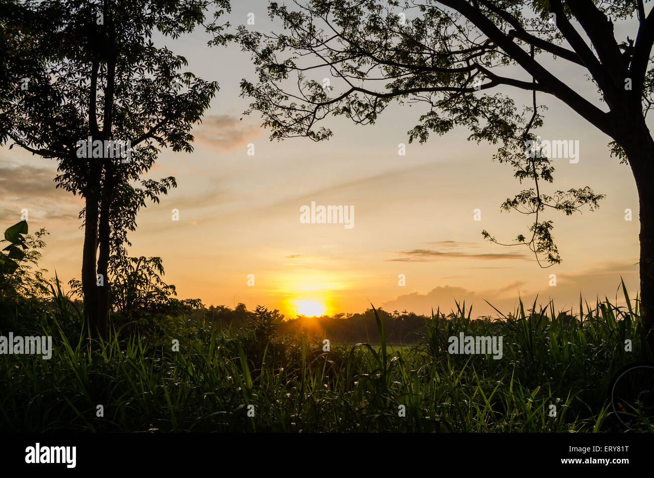 the morning sun in the fields dewy Stock Photo