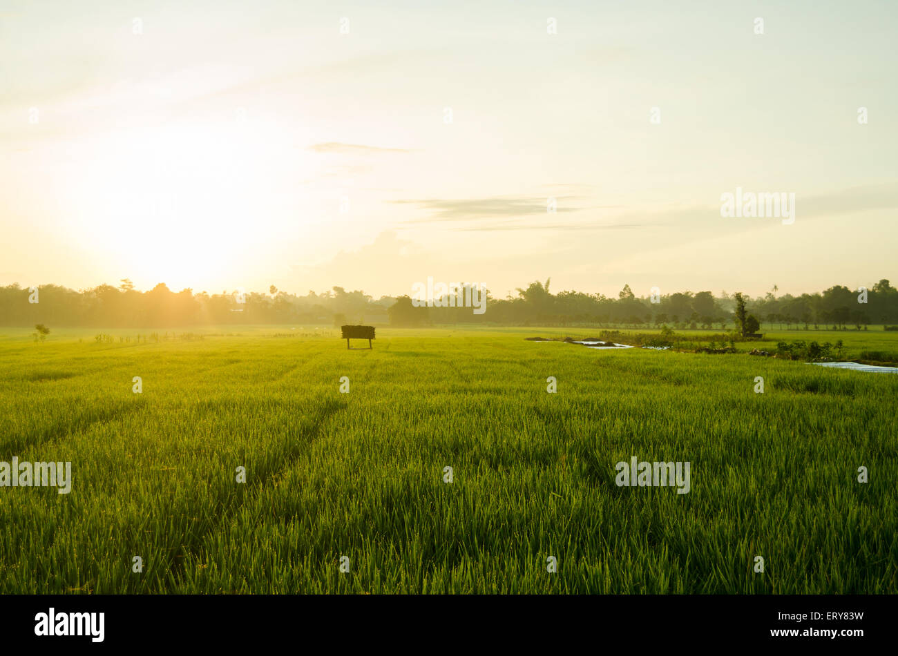 paddy field in morning east java, indonesia Stock Photo