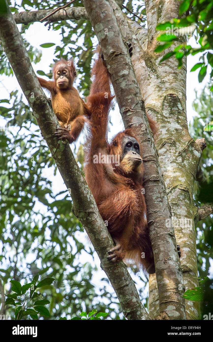 Female orangutan with a baby hanging on a tree in Gunung Leuser National Park, Sumatra, Indonesia Stock Photo