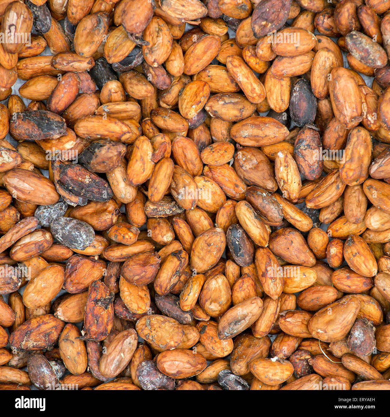 Pattern of the cocoa beans background Stock Photo