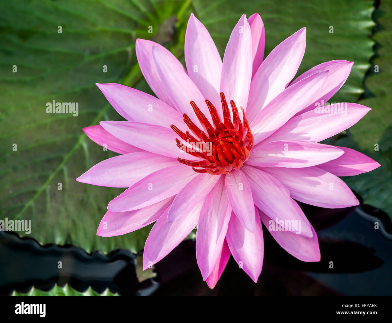 Beautiful pink water lily closeup Stock Photo