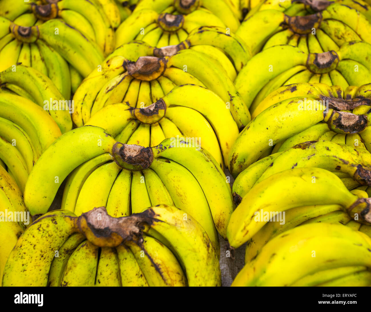 Bunches of ripe bananas on the market Stock Photo