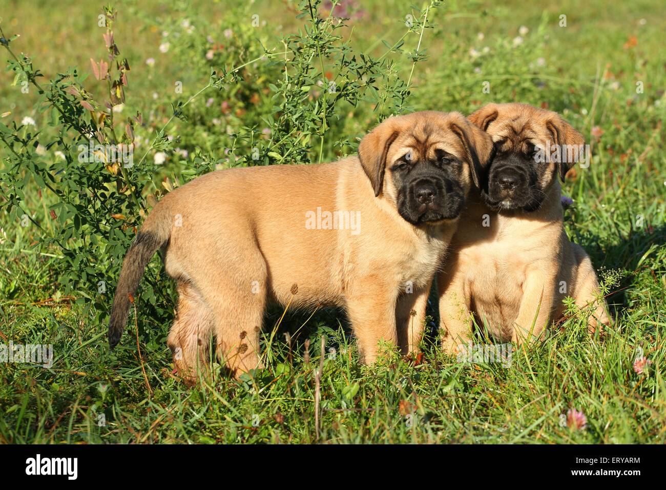 Apricot Mastiff High Resolution Stock Photography And Images Alamy