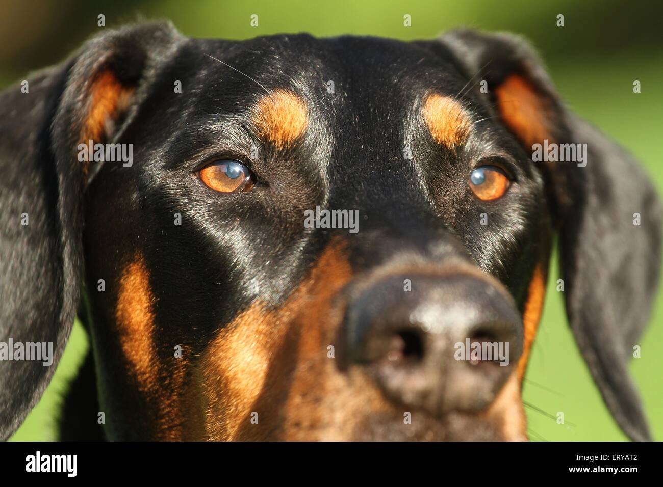 Doberman Pinscher eyes Stock Photo