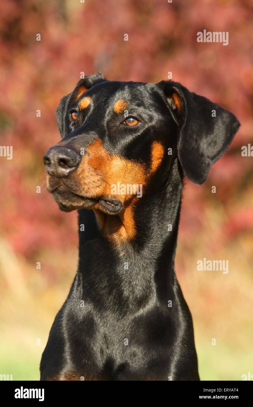 Doberman Pinscher Portrait Stock Photo