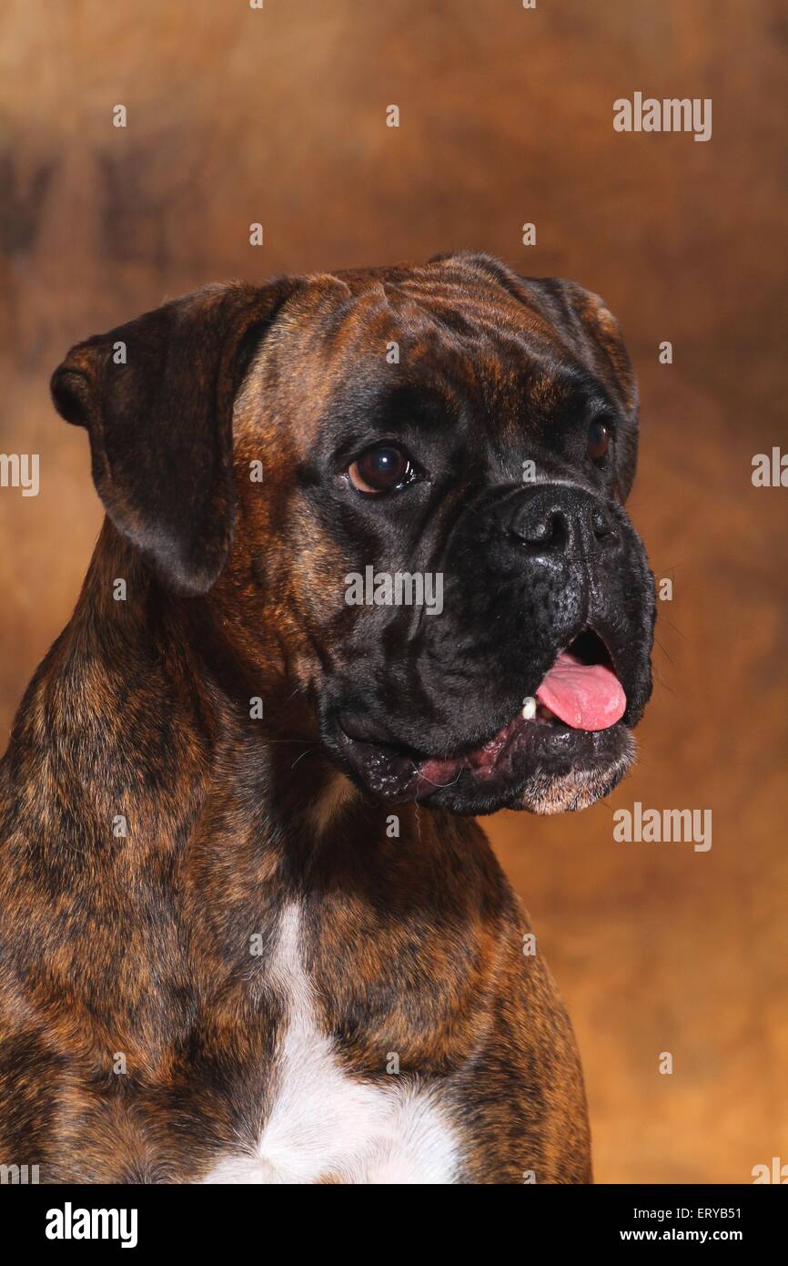 German Boxer Portrait Stock Photo - Alamy