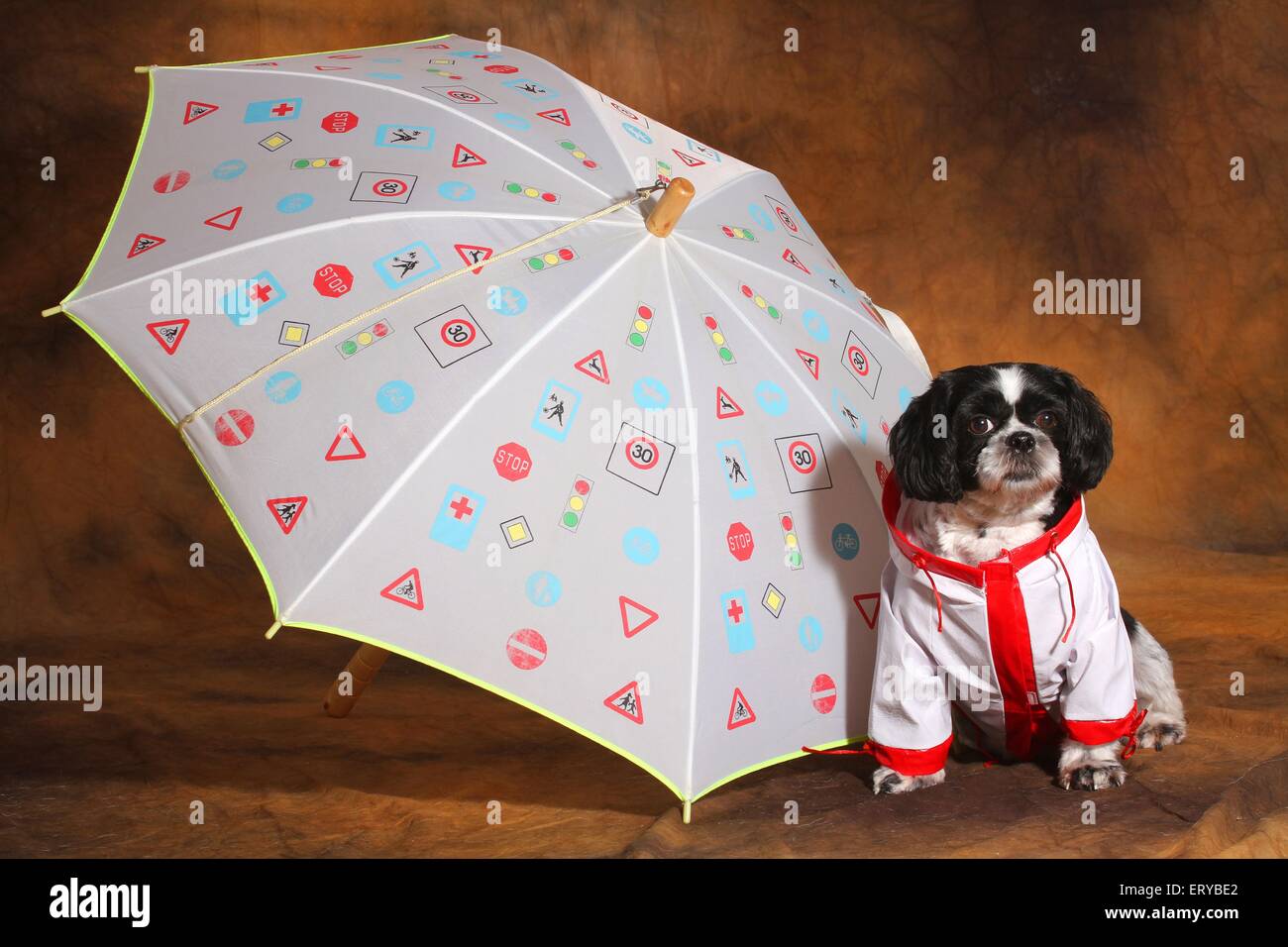 shih tzu raincoat