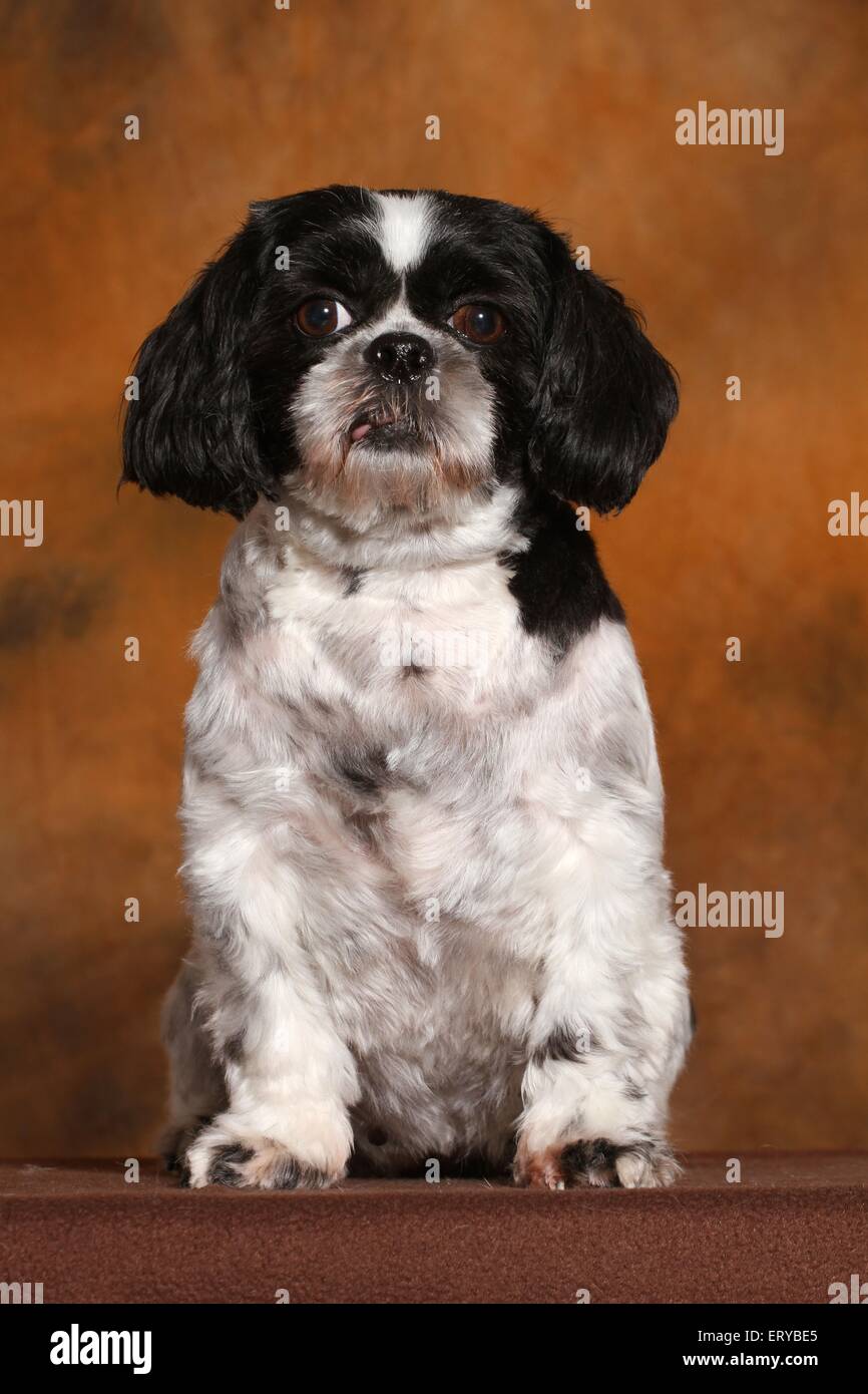 sitting Shih Tzu Stock Photo Alamy