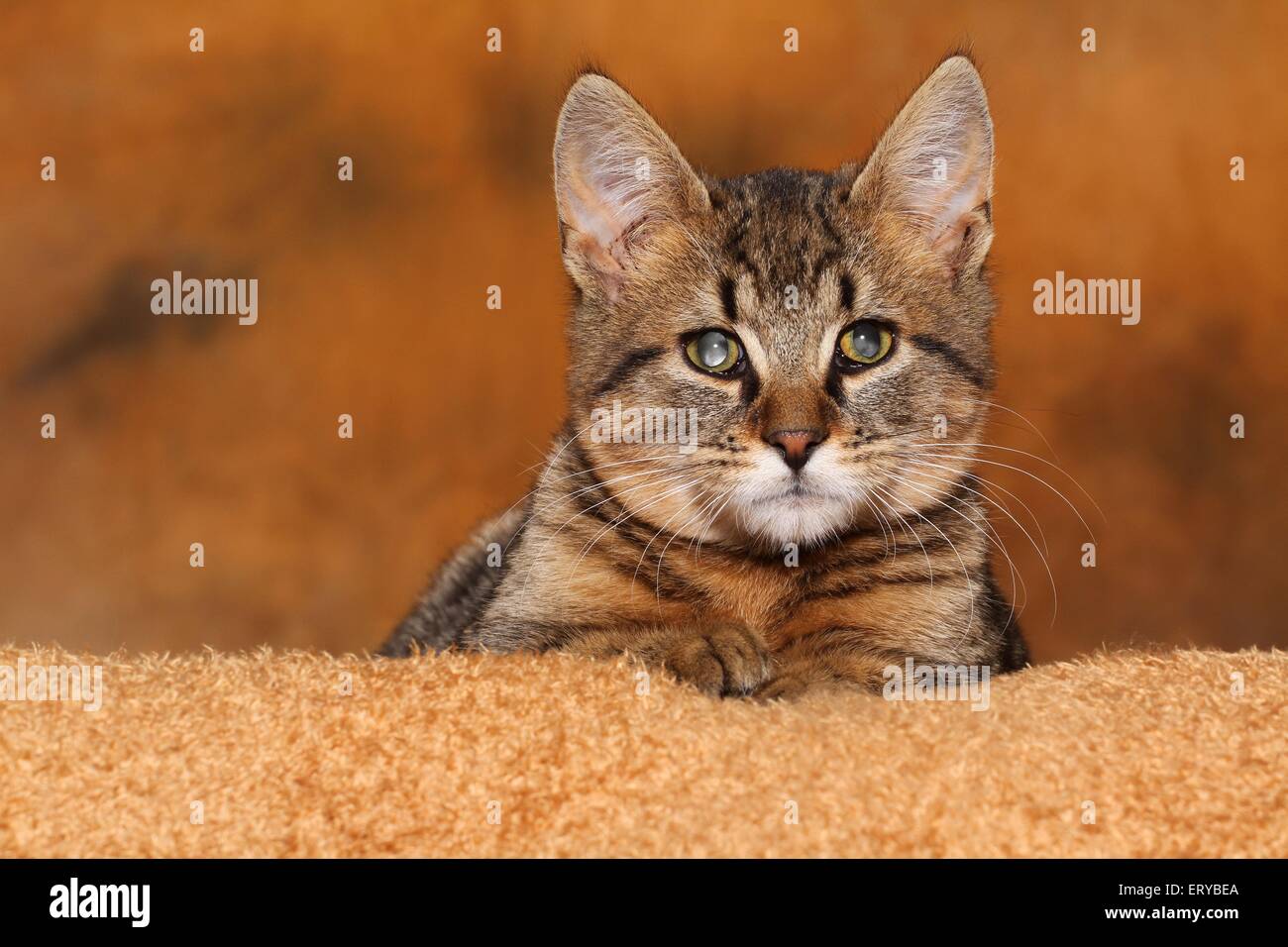blind domestic cat Stock Photo