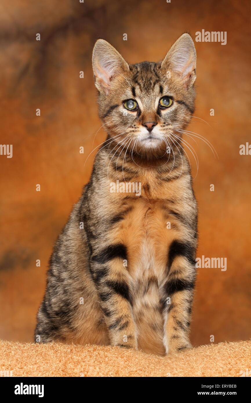 blind domestic cat Stock Photo