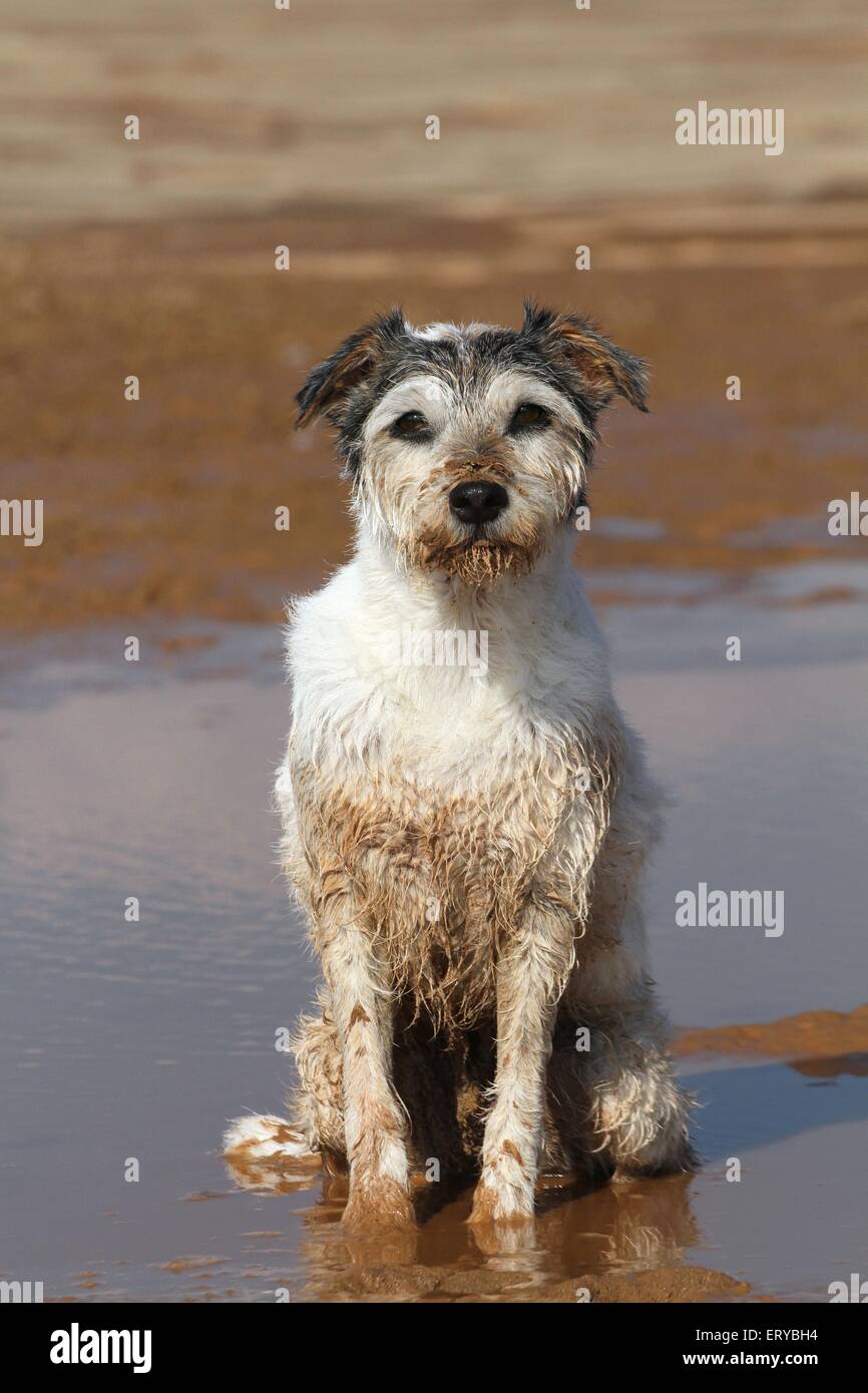 sitting Parson Russell Terrier Stock Photo