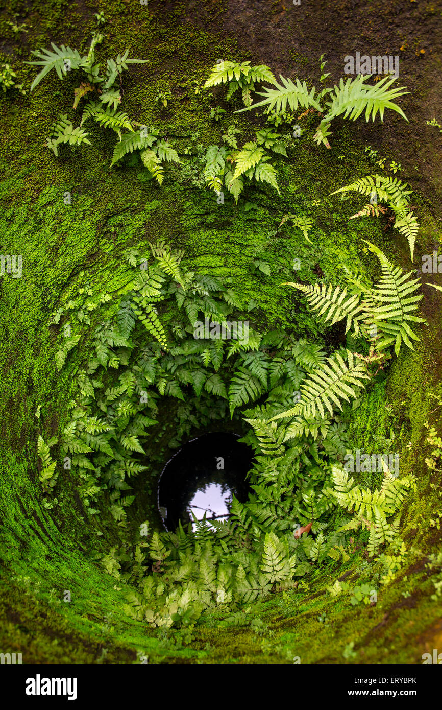 Old stone well walls covered with green plants Stock Photo