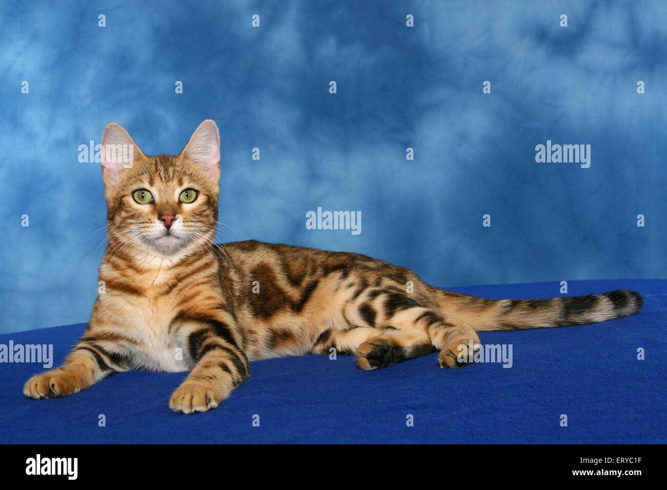 lying Bengal cat Stock Photo Alamy