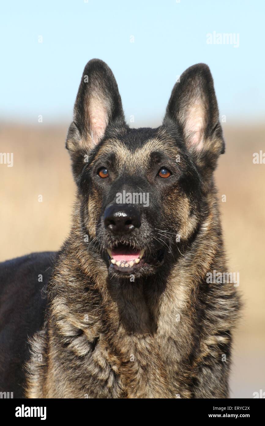 East German Shepherd Portrait Stock Photo - Alamy