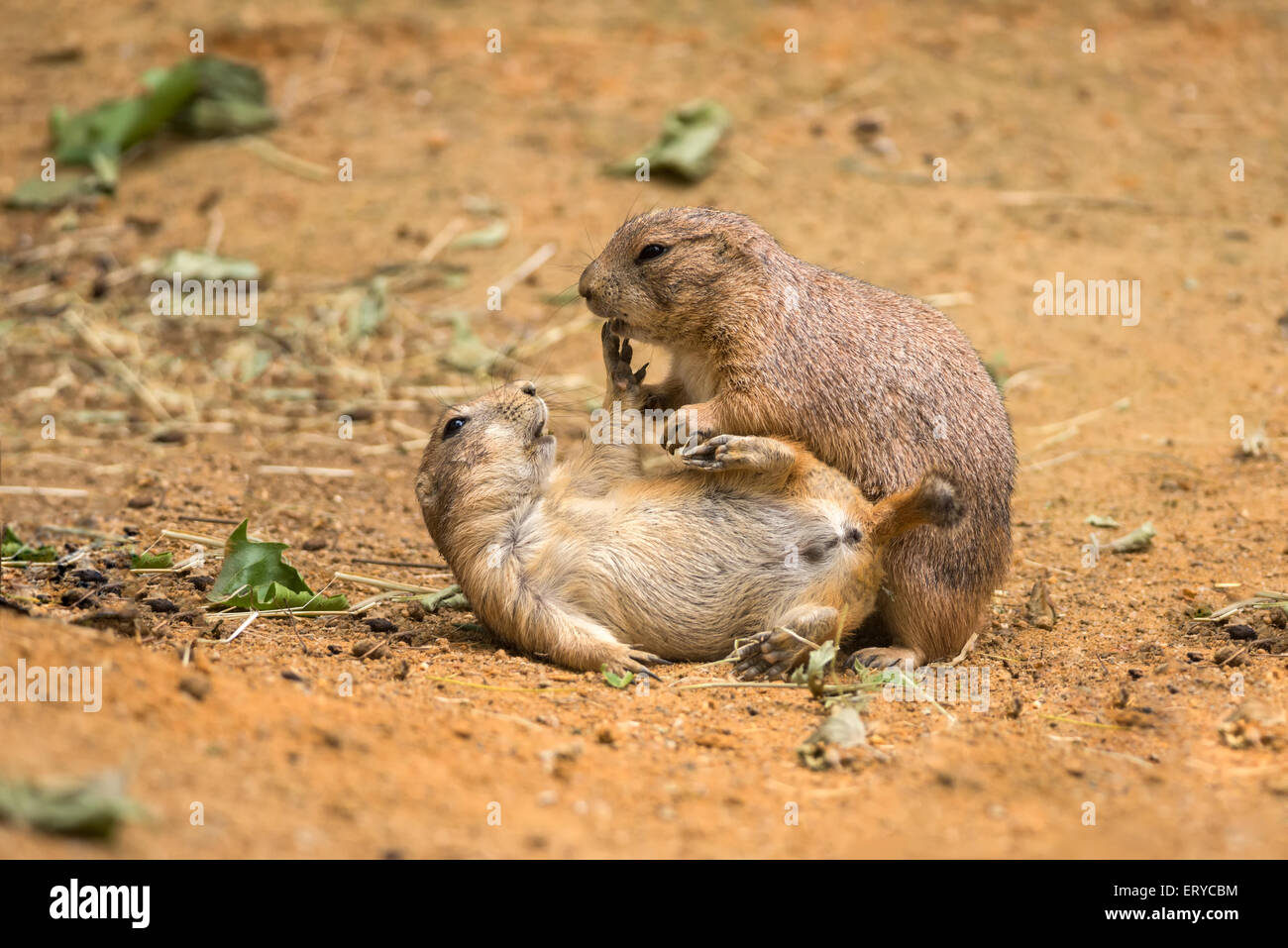 Two adult prairie dogs (genus cynomys) play fighting Stock Photo
