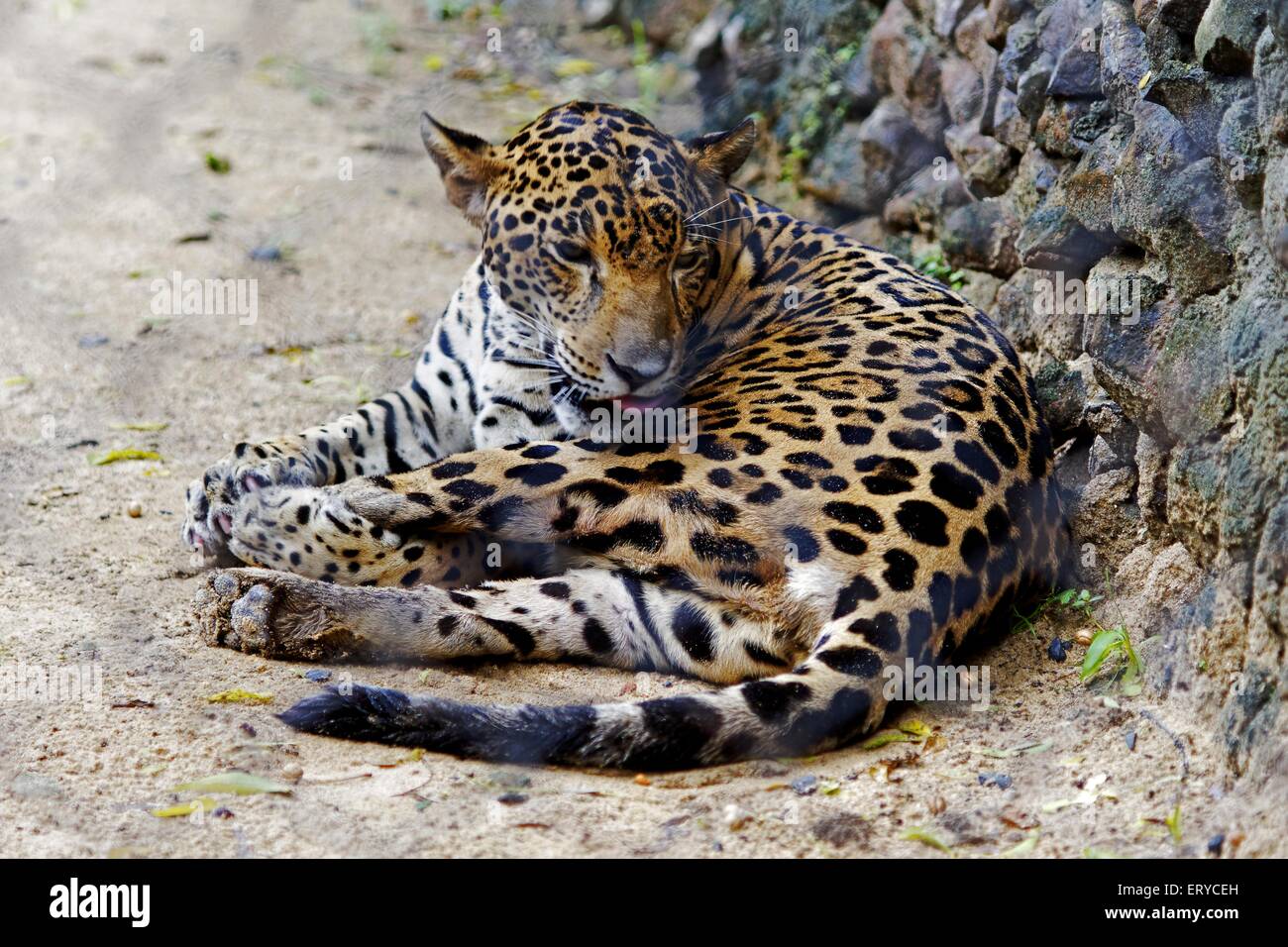 Leopard , Panthera pardus ; Jaguar panther ; Alipore Zoo ; Calcutta , Kolkata ; West Bengal ; India , asia Stock Photo