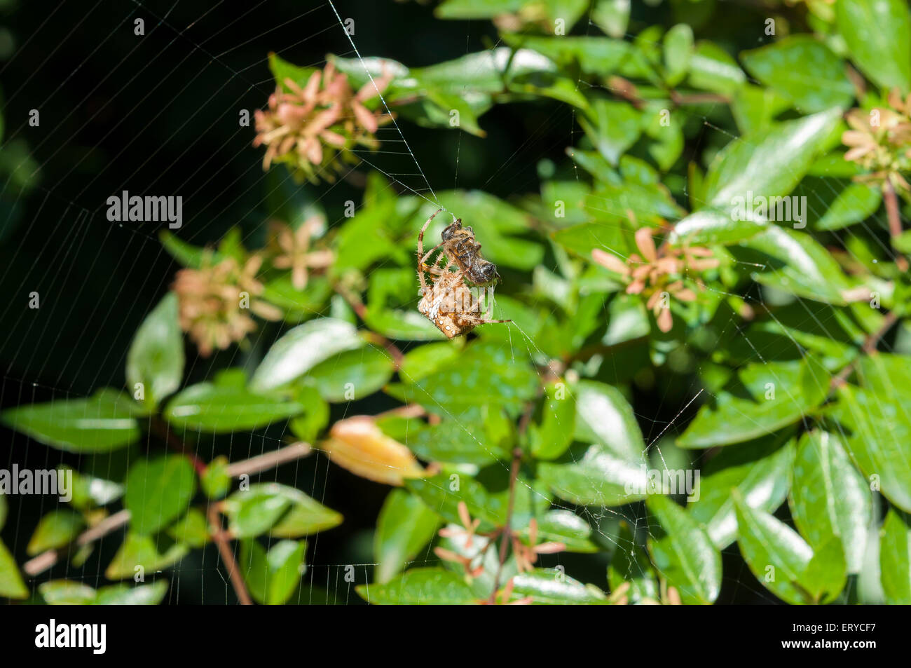 Predating Spiders Honey bee predation hi-res stock photography and images - Alamy