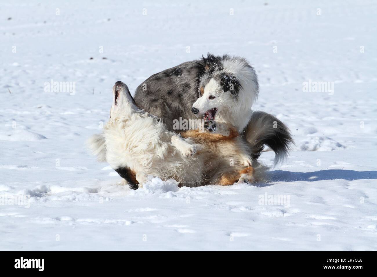 2 playing dogs in the snow Stock Photo - Alamy