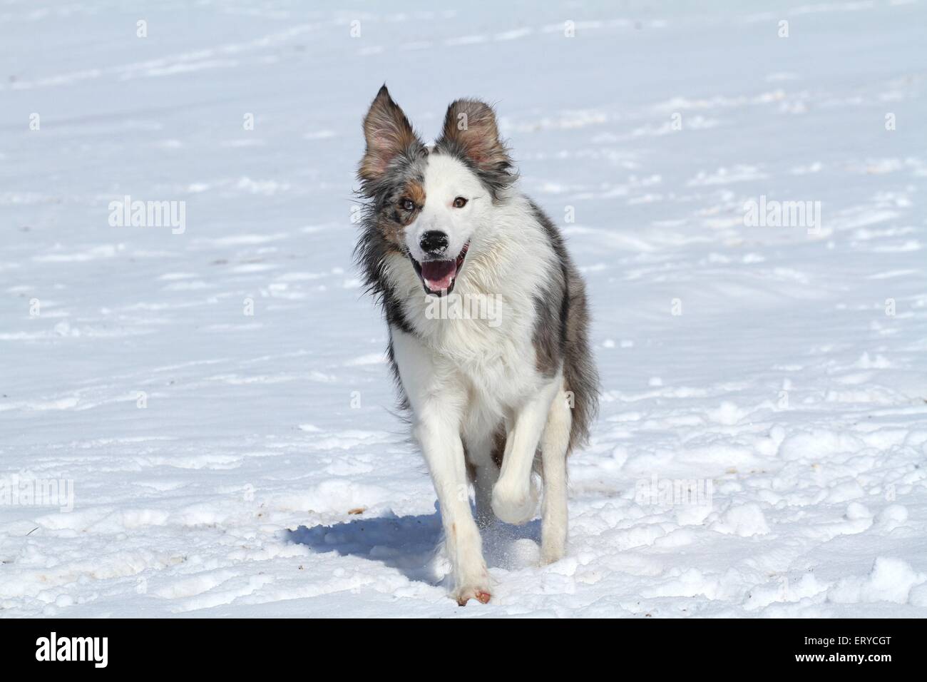 running Border Collie Stock Photo - Alamy