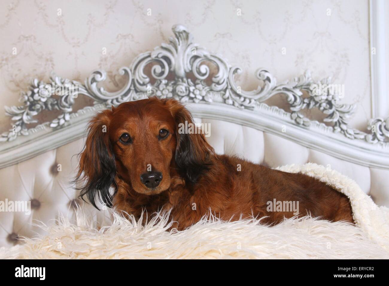 lying longhaired dachshund Stock Photo