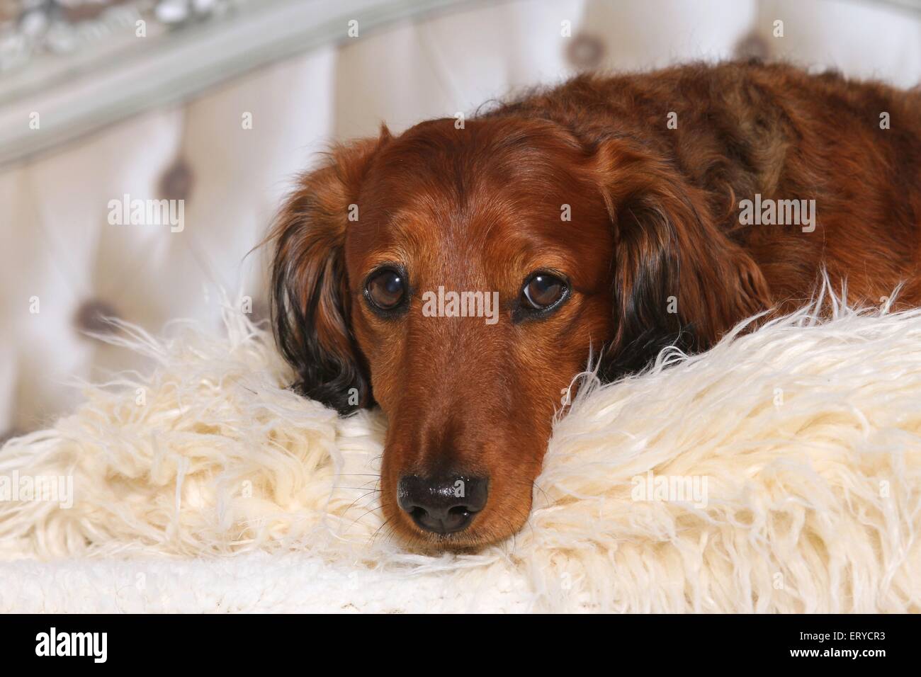 longhaired dachshund lies in bed Stock Photo