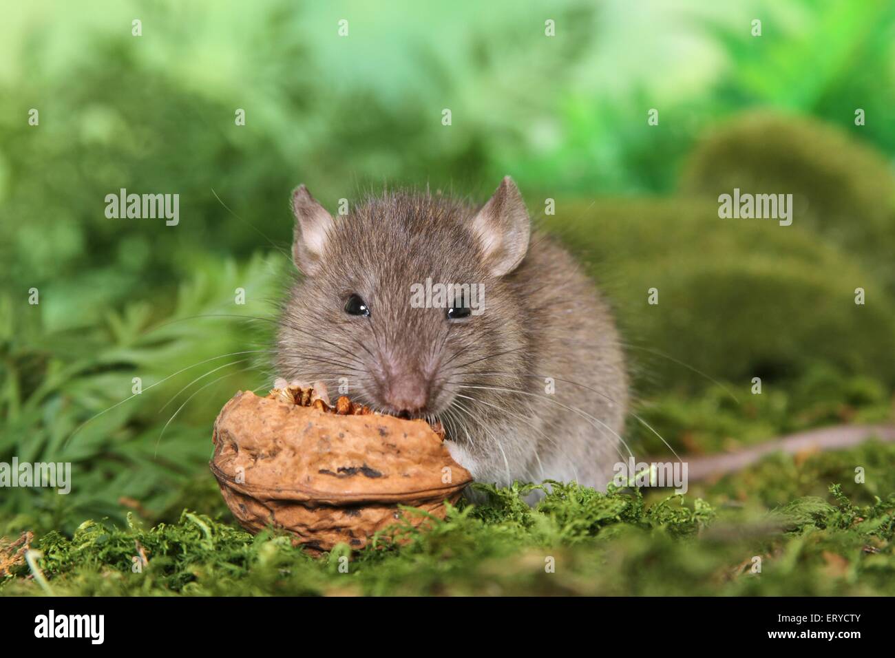 eating rat Stock Photo