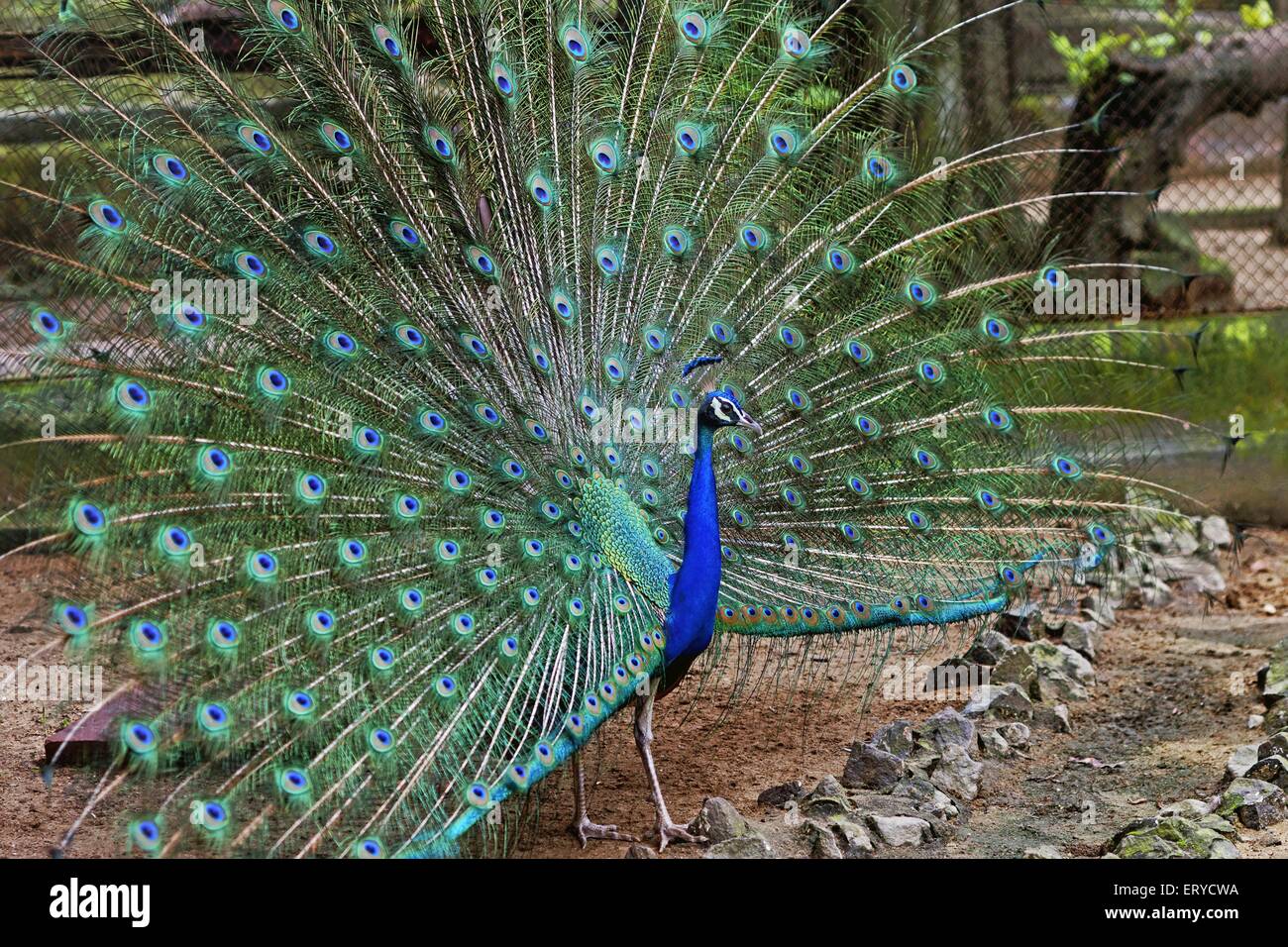Peacock dancing ; Peafowl , Pavo cristatus ; Alipore Zoo ; Calcutta , Kolkata ; West Bengal ; India , asia Stock Photo