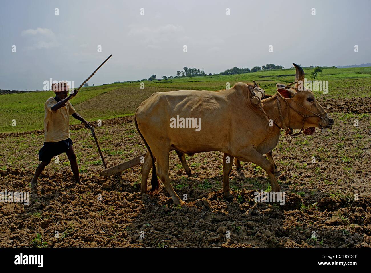Farmer ploughing land ; Kaushambi 60km from Allahabad ; Uttar Pradesh ; India Stock Photo