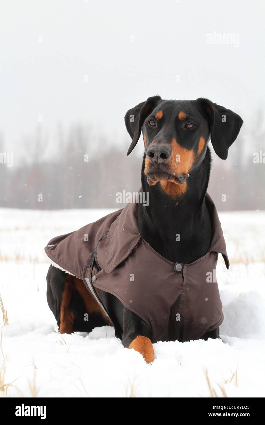 Doberman snow hi-res stock photography and images - Alamy