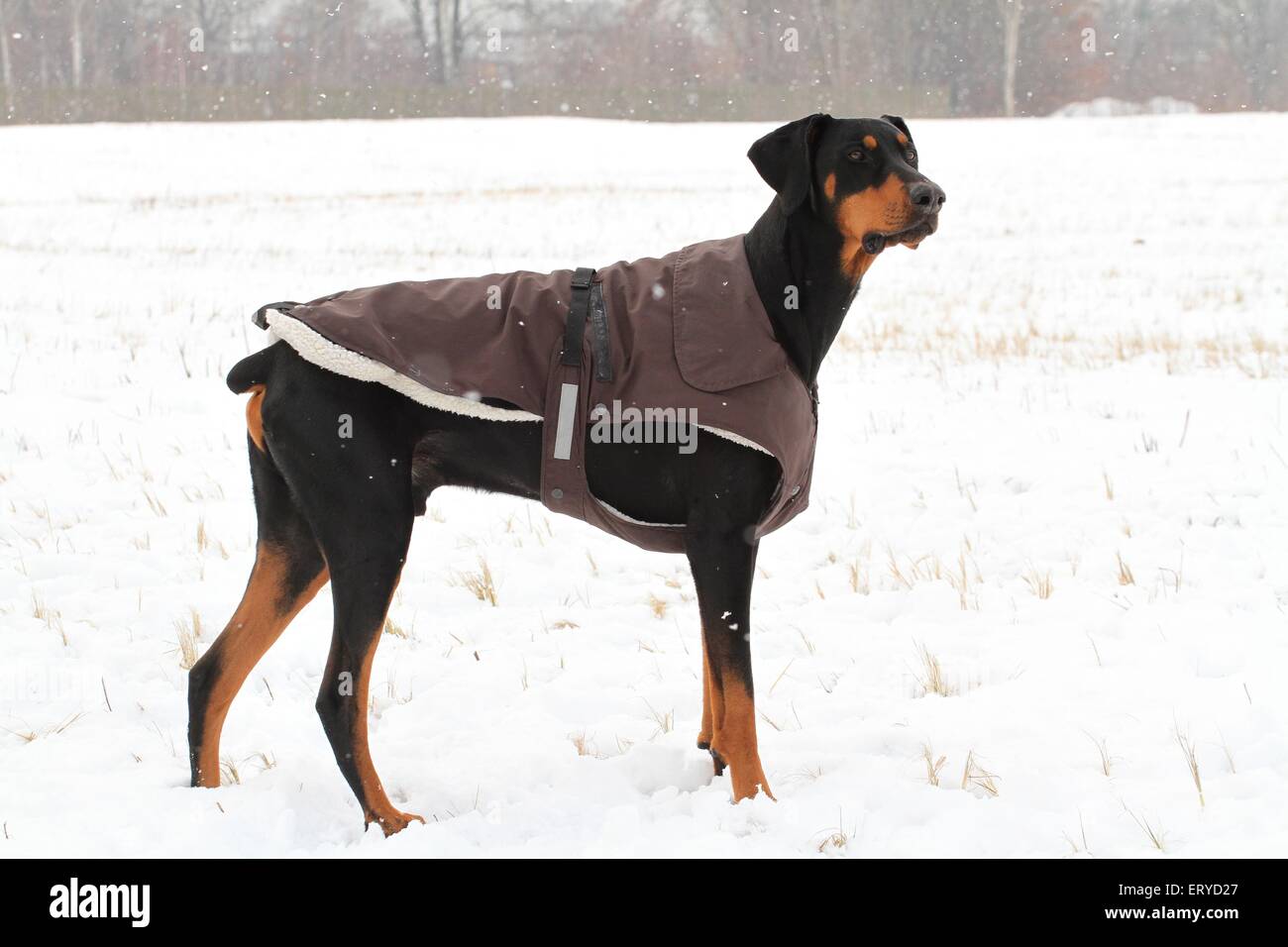 Guard dog doberman pinscher standing hi-res stock photography and images -  Alamy
