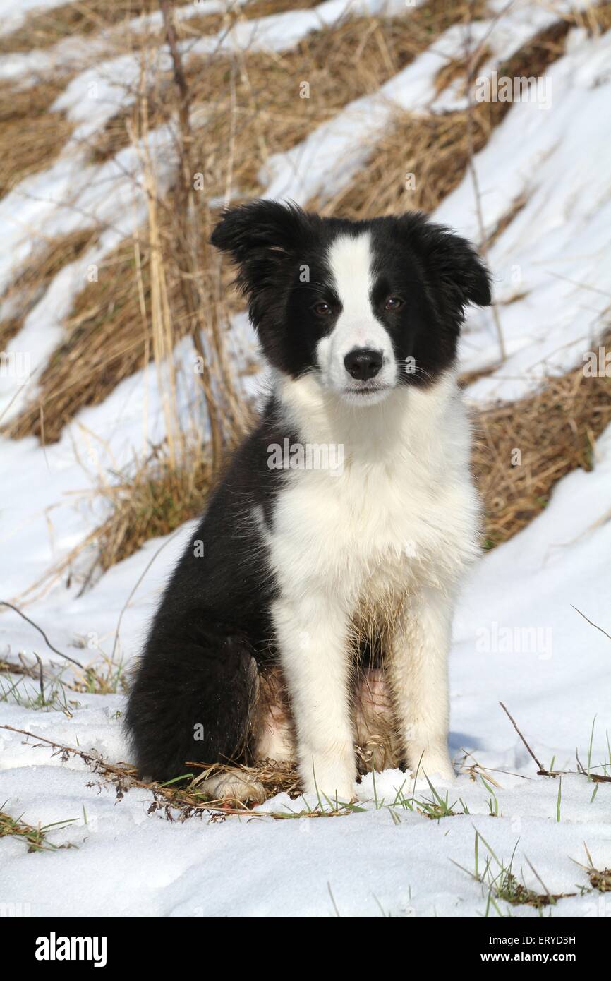 Border Collie Puppy in the snow Stock Photo