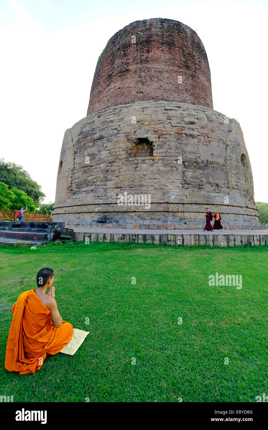 Monk praying at Dhamekh stupa ; Buddhist site at Sarnath near Varanasi ; Uttar Pradesh ; India Stock Photo