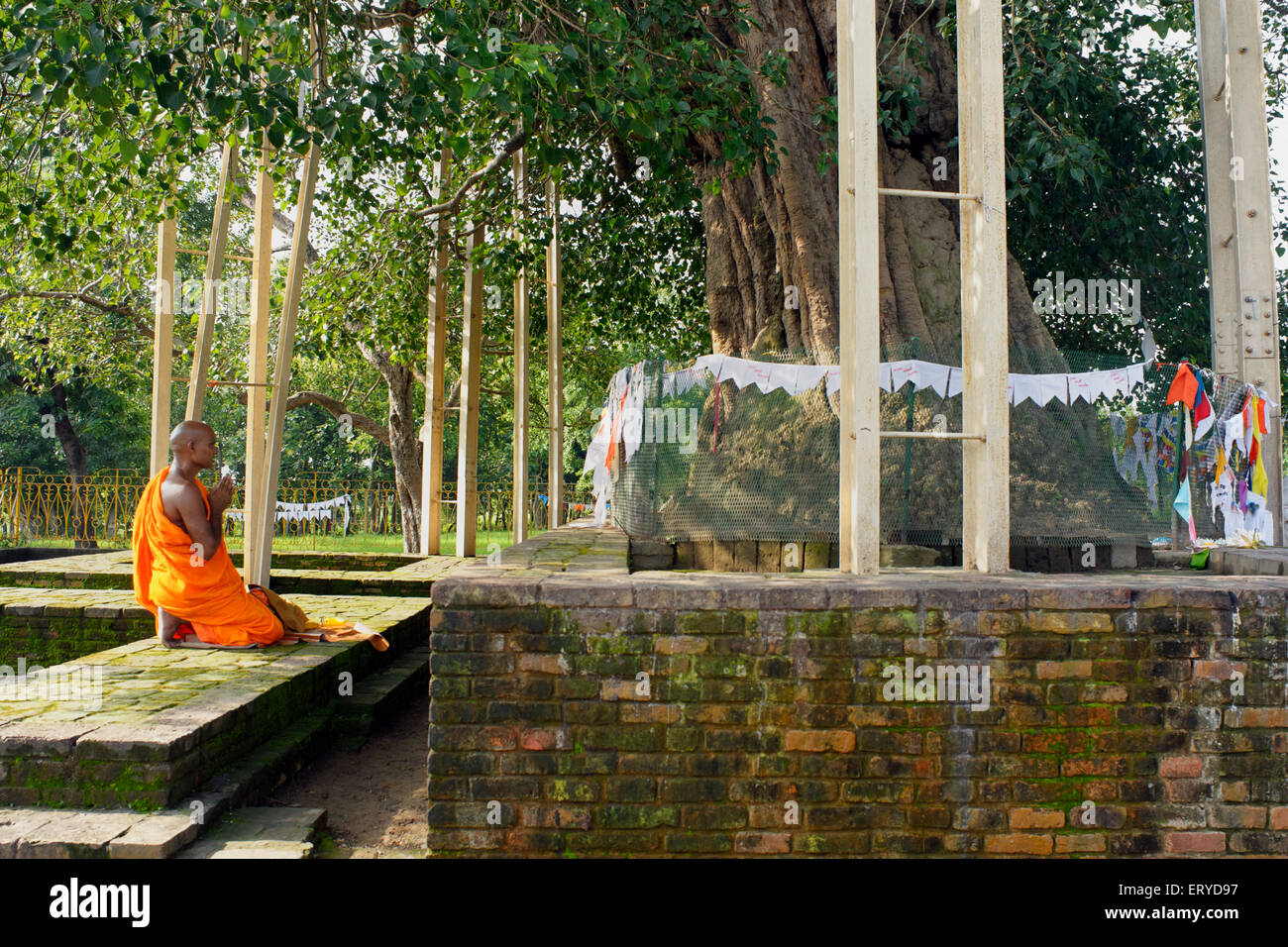 Monk praying at Buddhist site ; Sarasvati ; Uttar Pradesh ; India Stock Photo