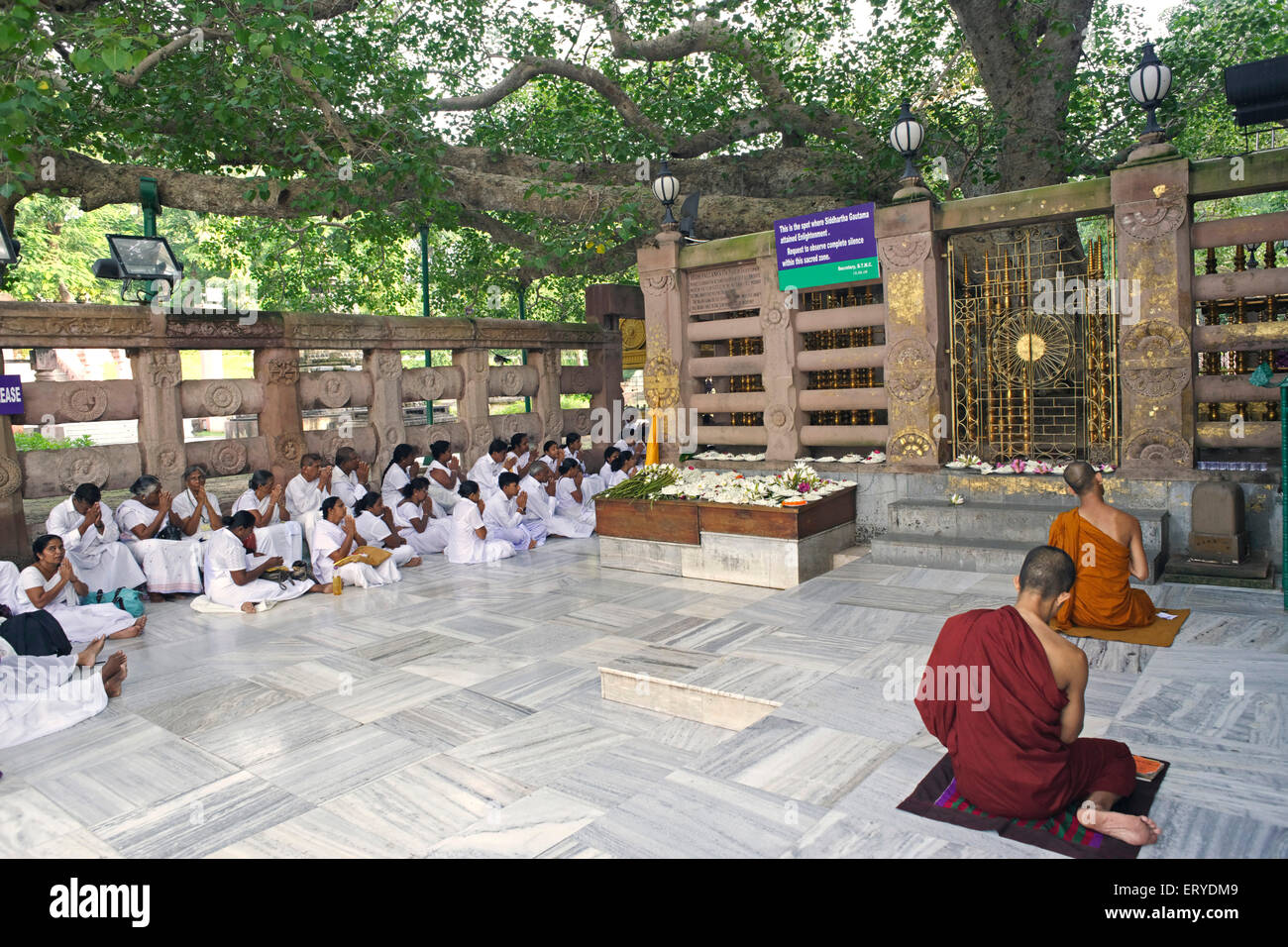 People worshiping Bodhi Gautam Buddha attained enlightenment at UNESCO World Heritage Mahabodhi temple ; Bodhgaya ; Bihar Stock Photo