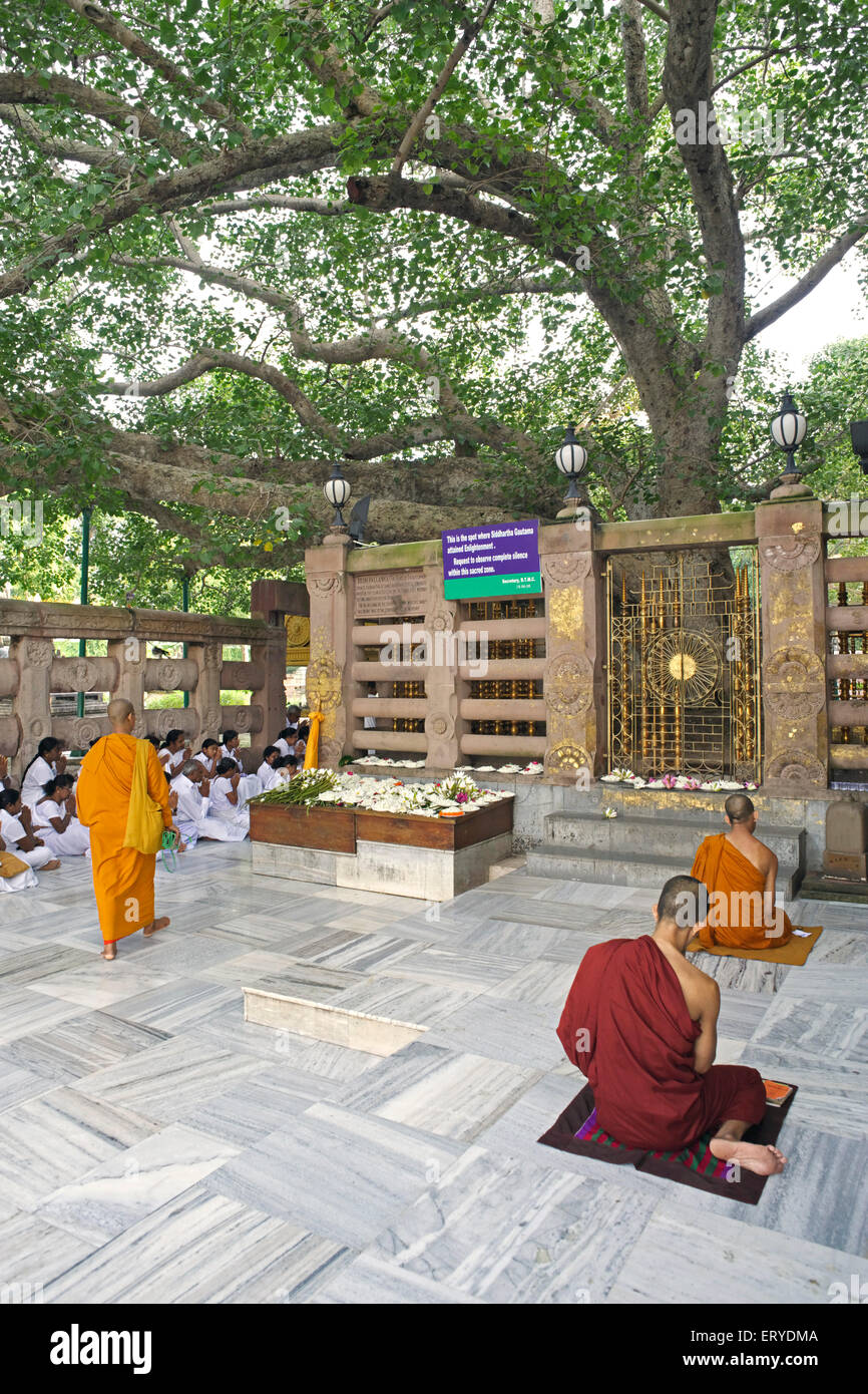 People worshiping Bodhi tree Gautam Buddha attained enlightenment at UNESCO World Heritage Mahabodhi temple , Bodhgaya , Bihar , India Stock Photo