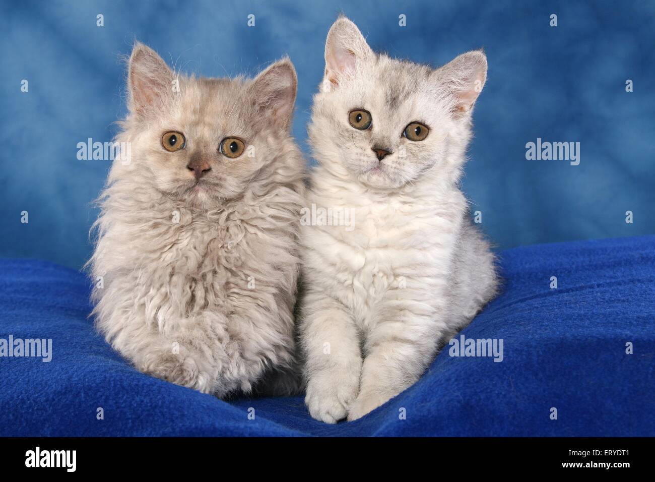 Selkirk Rex kitten Stock Photo Alamy